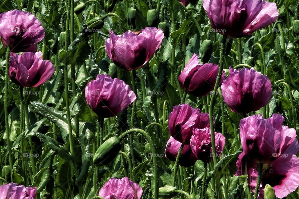 A flower field with purple blooming opium poppies and green leaves in summer