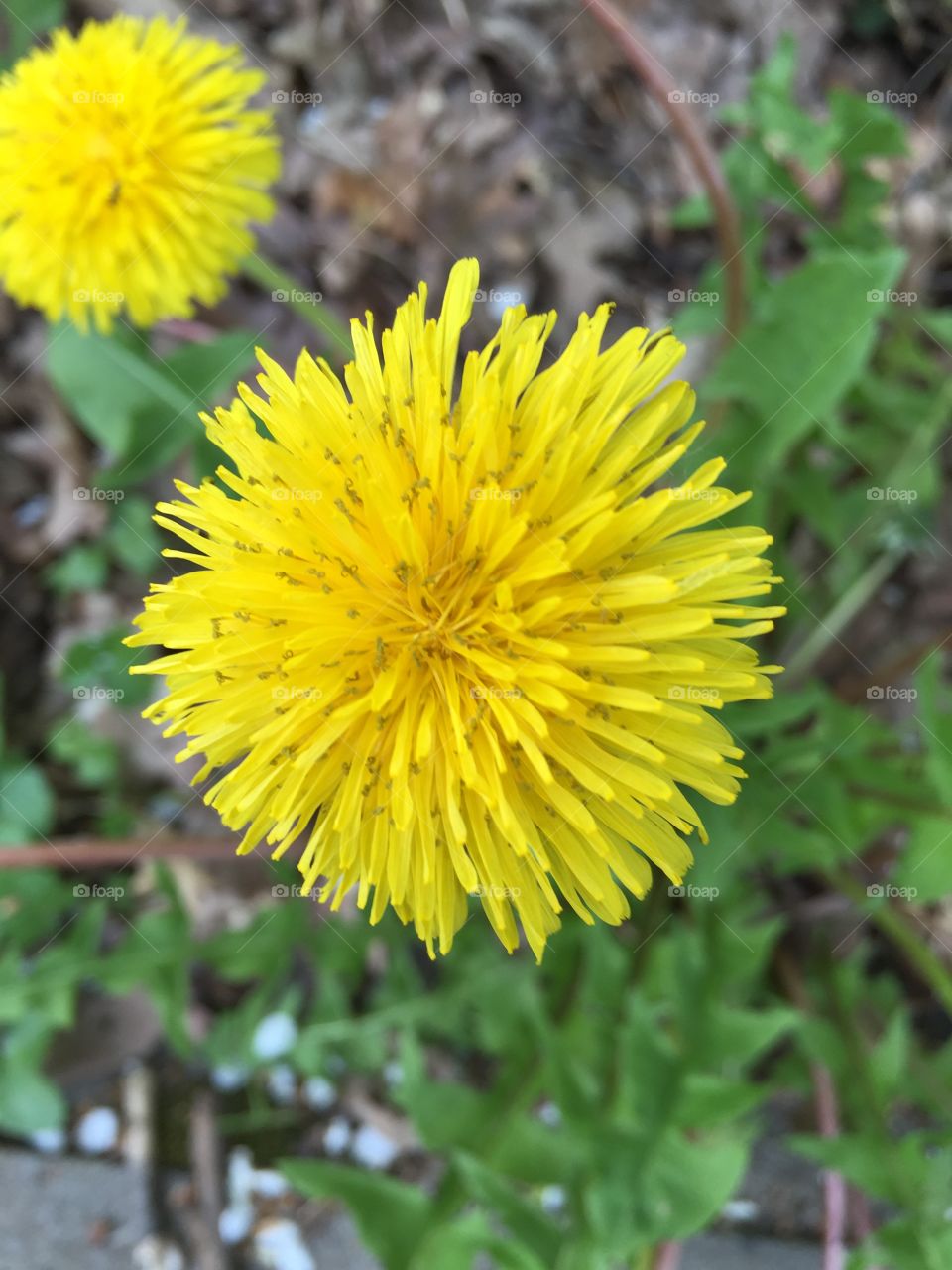 dandelion flower