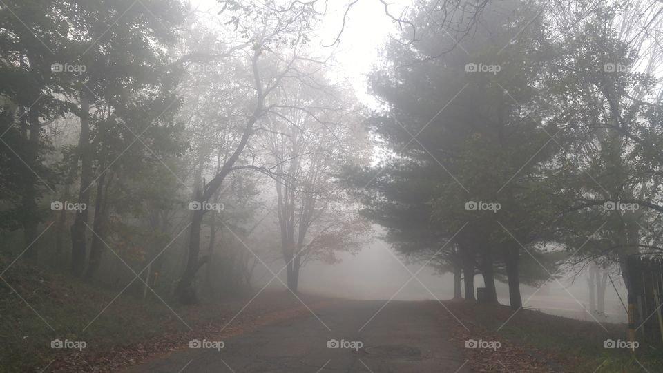 Fog, Tree, Mist, No Person, Winter