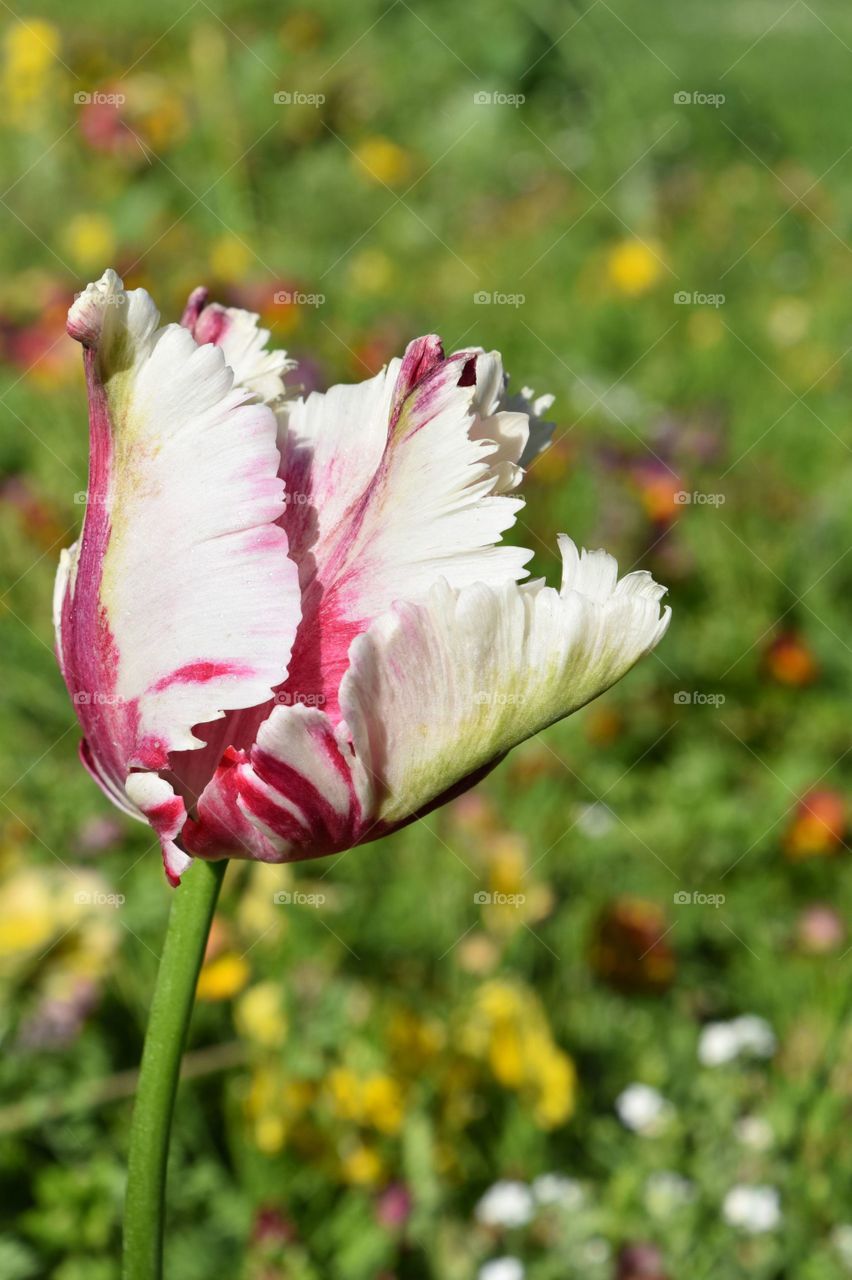 Tulip on the fields, bright color