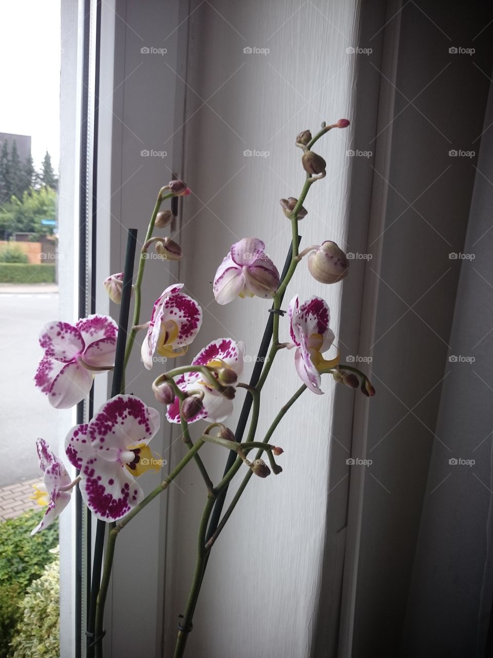 Orchidee weiß lila