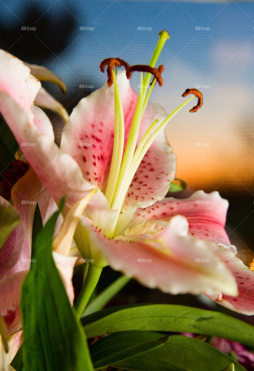 pink flower sunset plant by Cheshirepoet