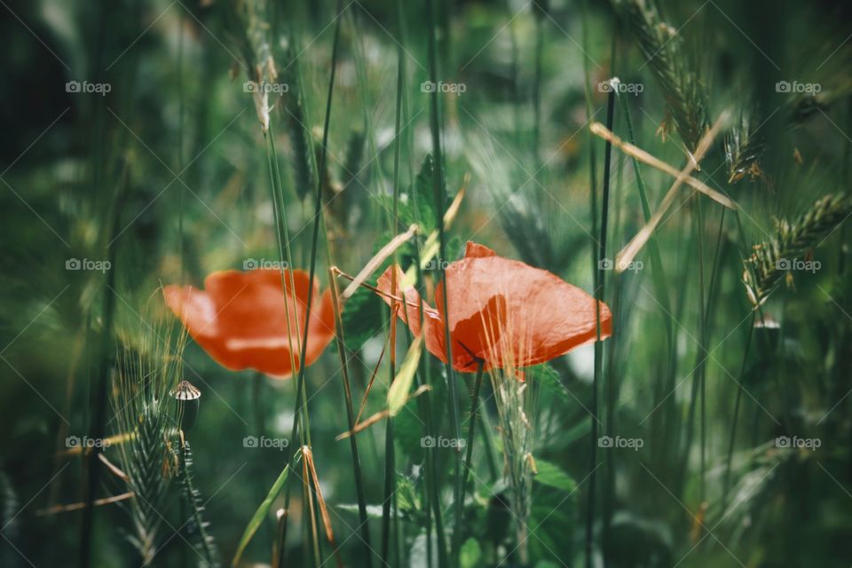 Poppy, Nature, Flower, Summer, No Person