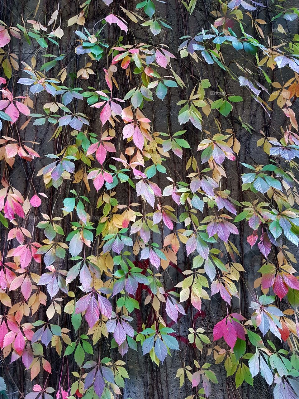 Colourful leaves of wild grapes in autumn