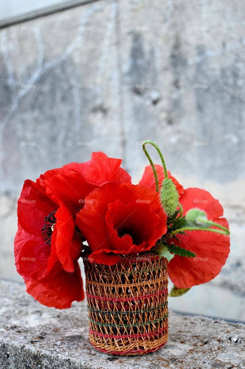 poppy flowers