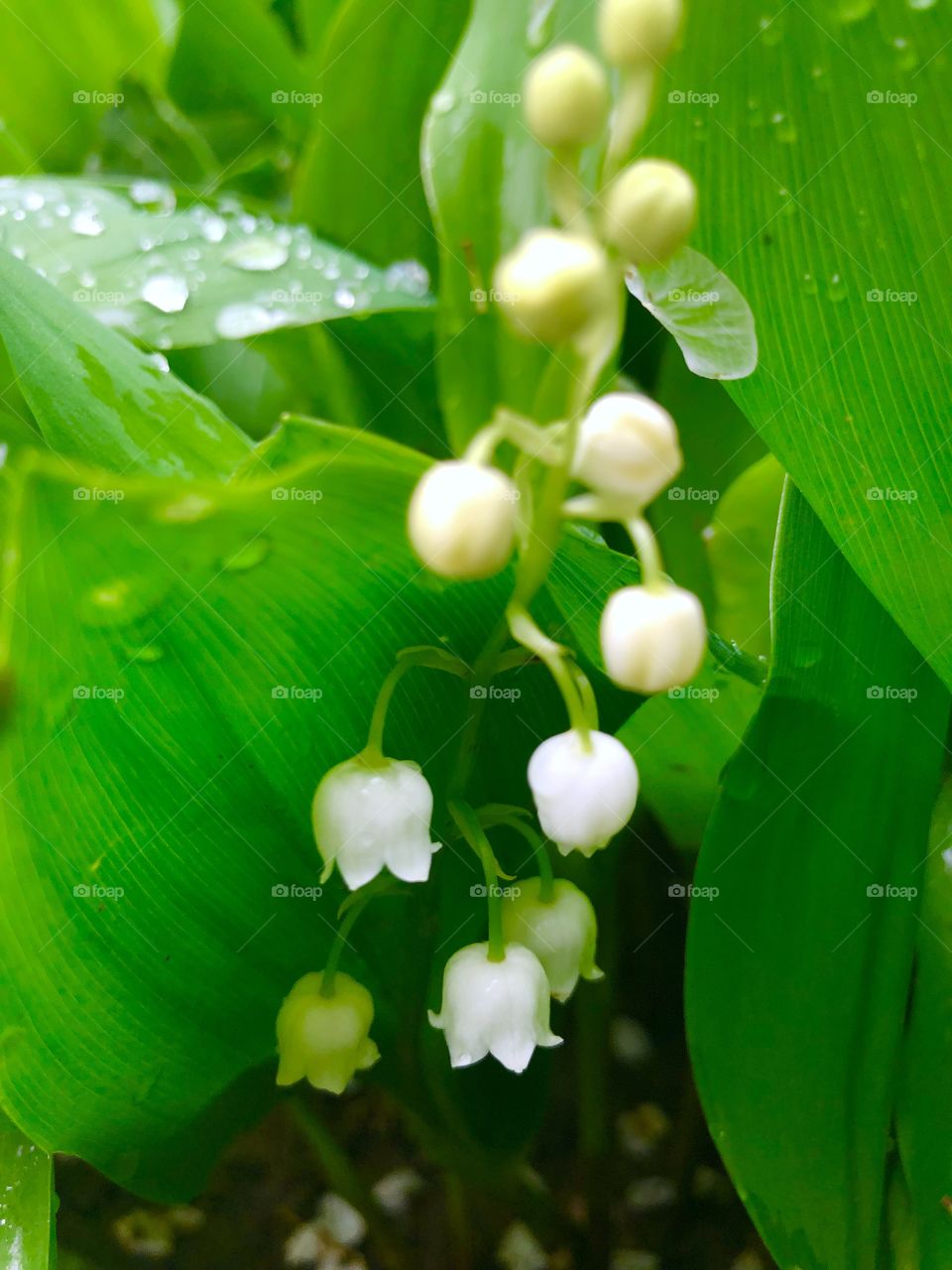 Lily of the valley