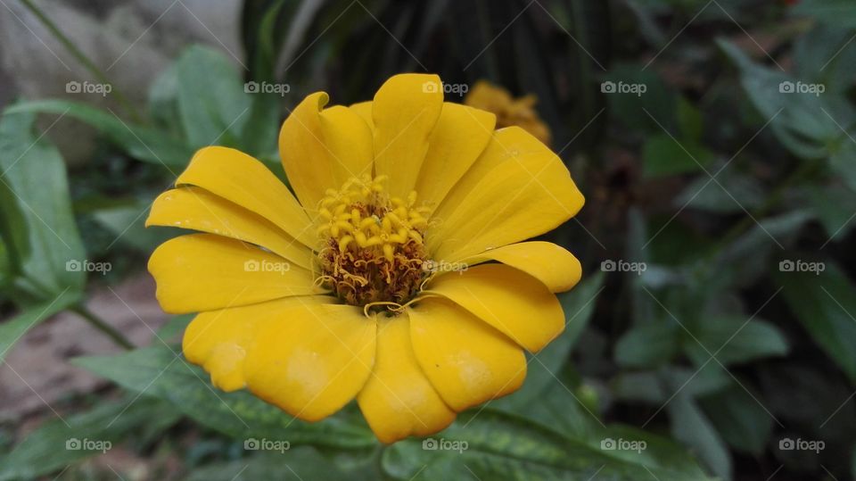 a beautiful yellow flower