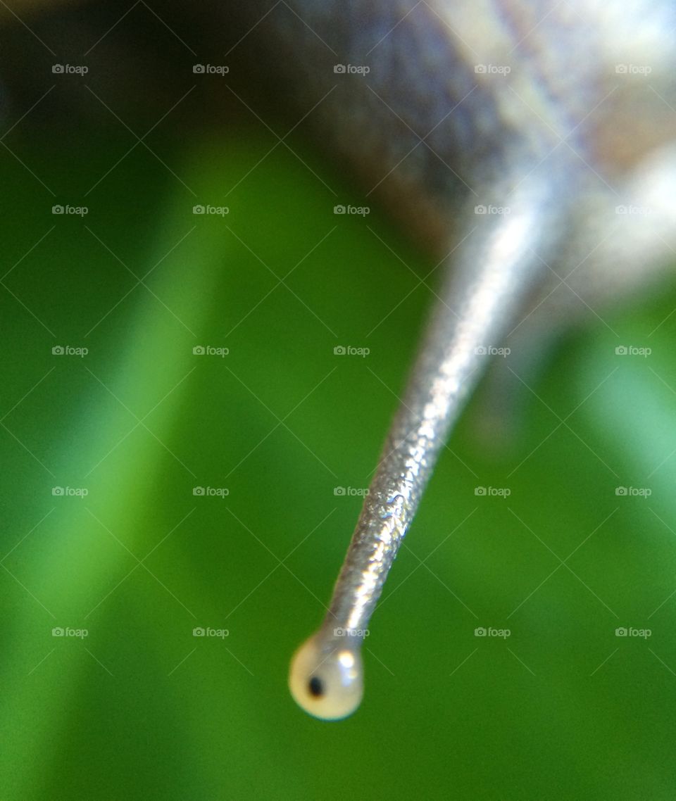 Close up of a snail  🐌 