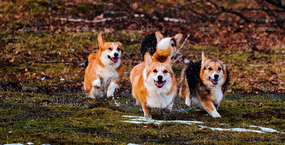 Welsh corgi pembrokes. A very happy gang