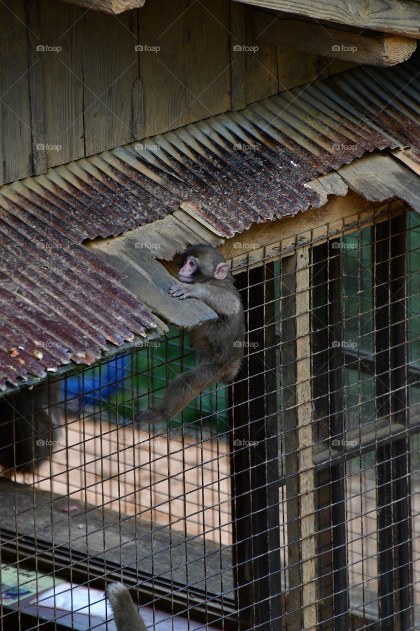 Climbing baby macaque