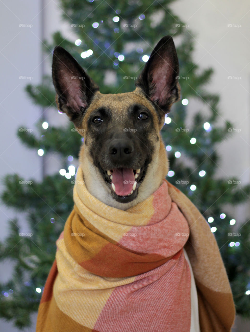 Malinois