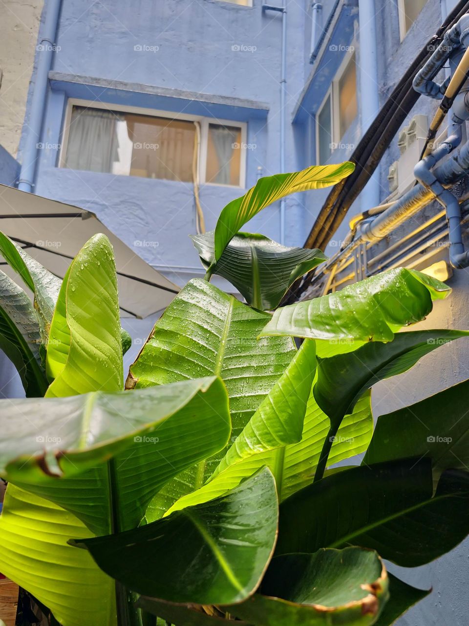 Just showered by the rain plant Causeway Bay  Hong Kong