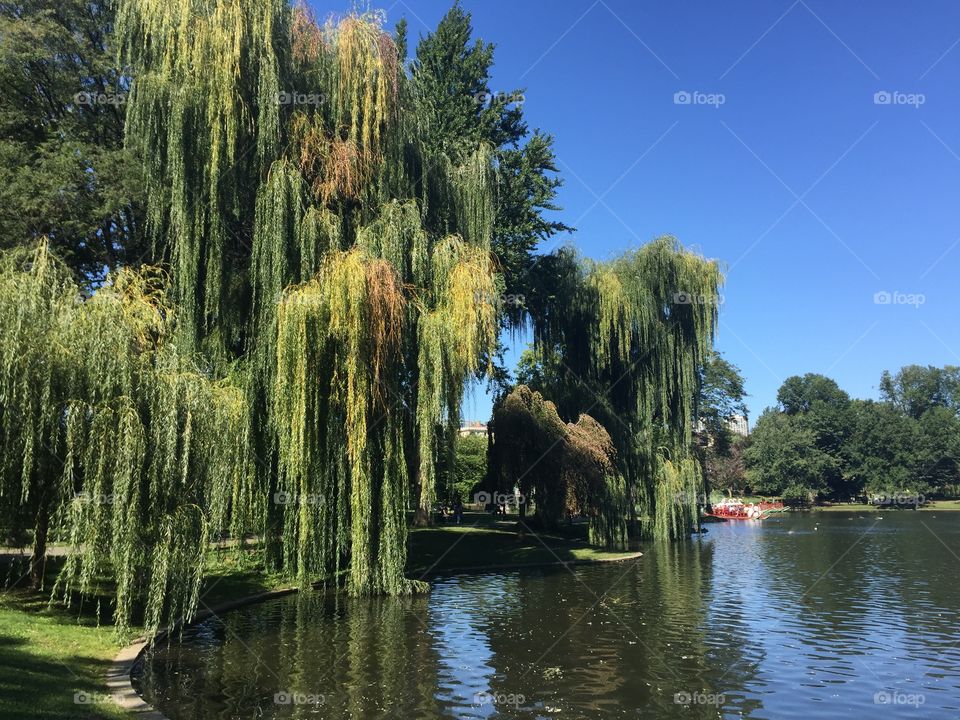 Weeping Willow Tree in Boston 
