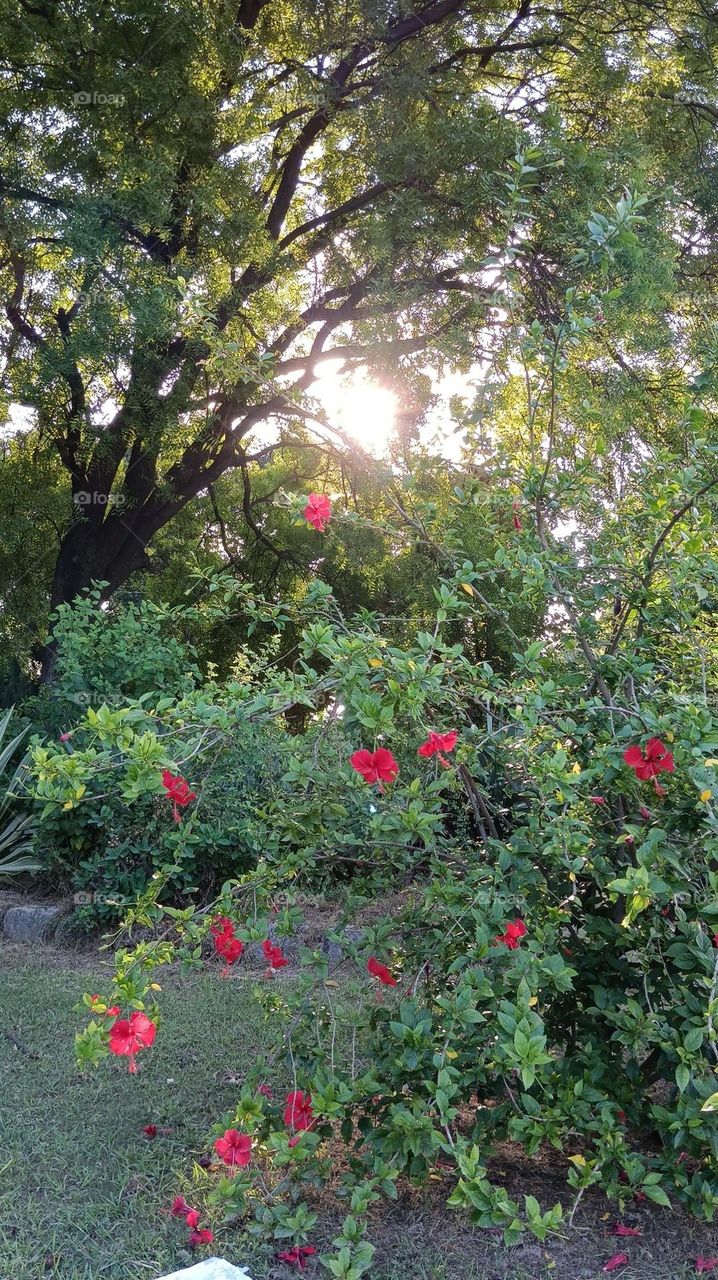The sun shining through the flowers in the park looks so magical! It's like nature's own spotlight show 🌞🌸.