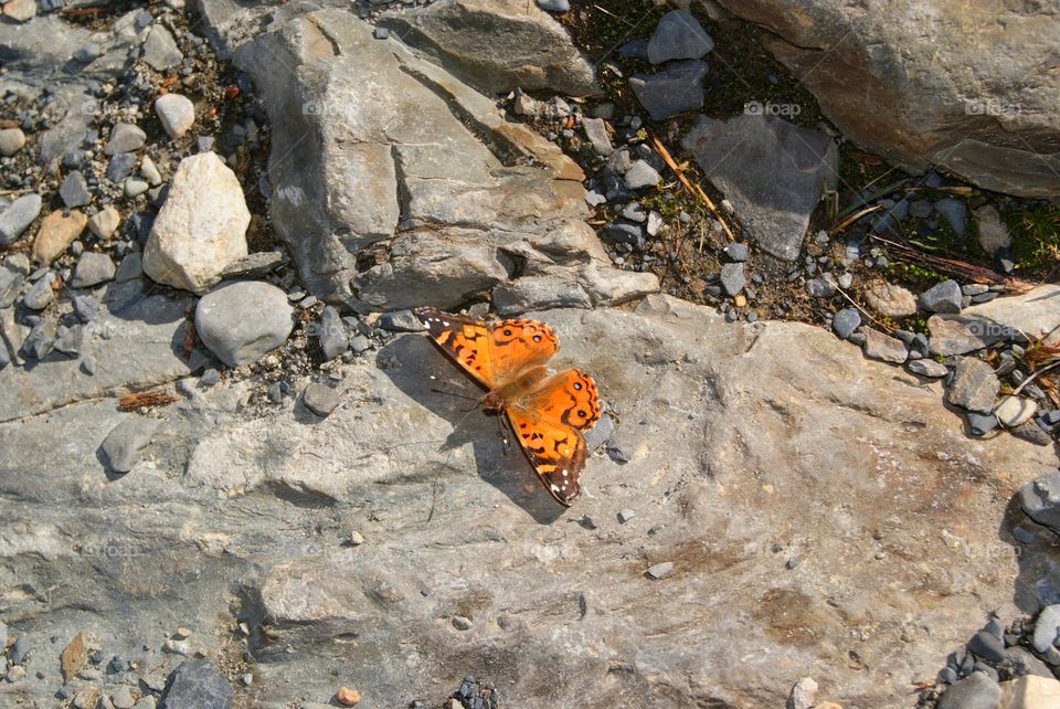 Butterfly. Glacier Butterfly