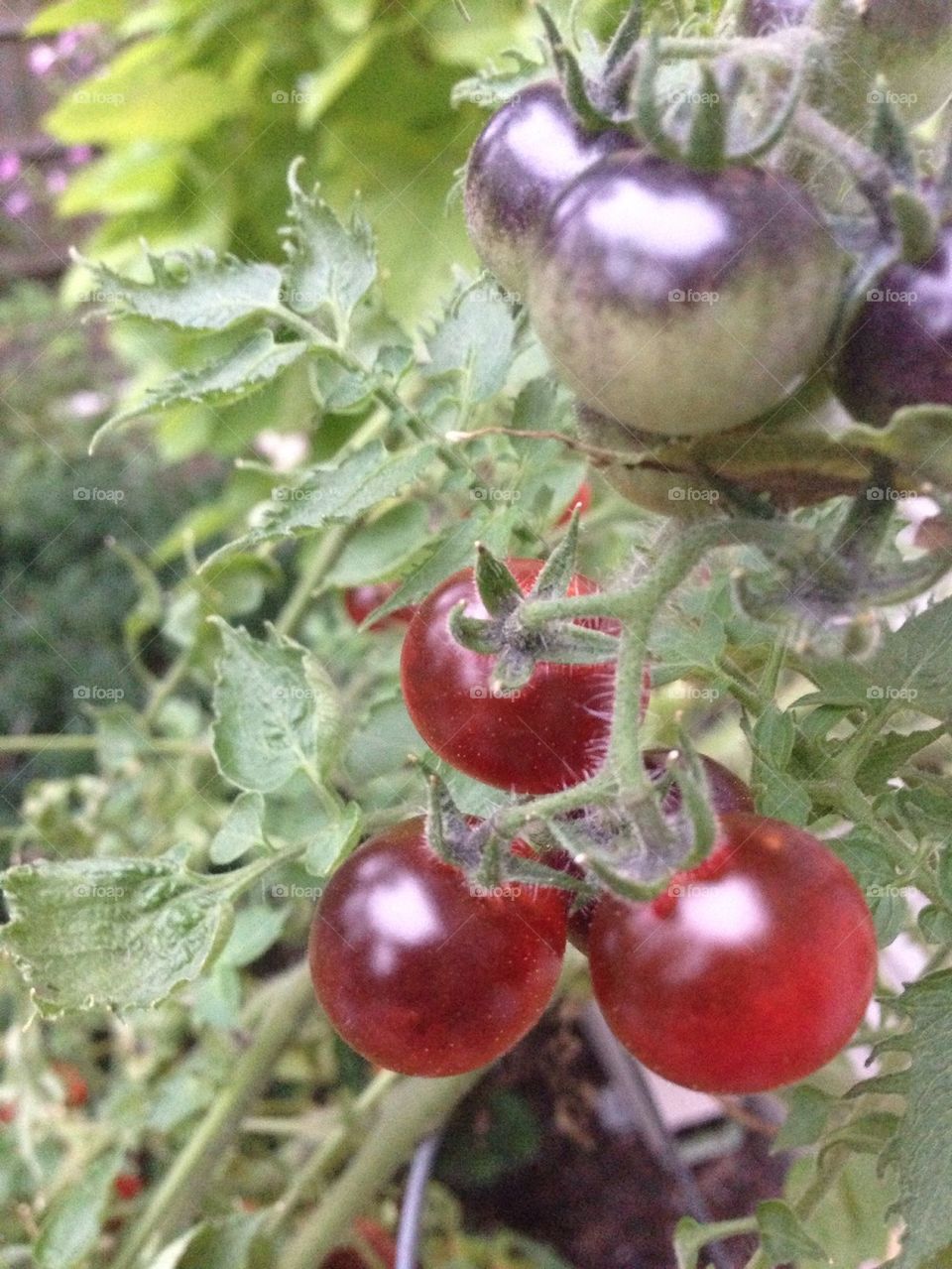Blueberry Tomatoes