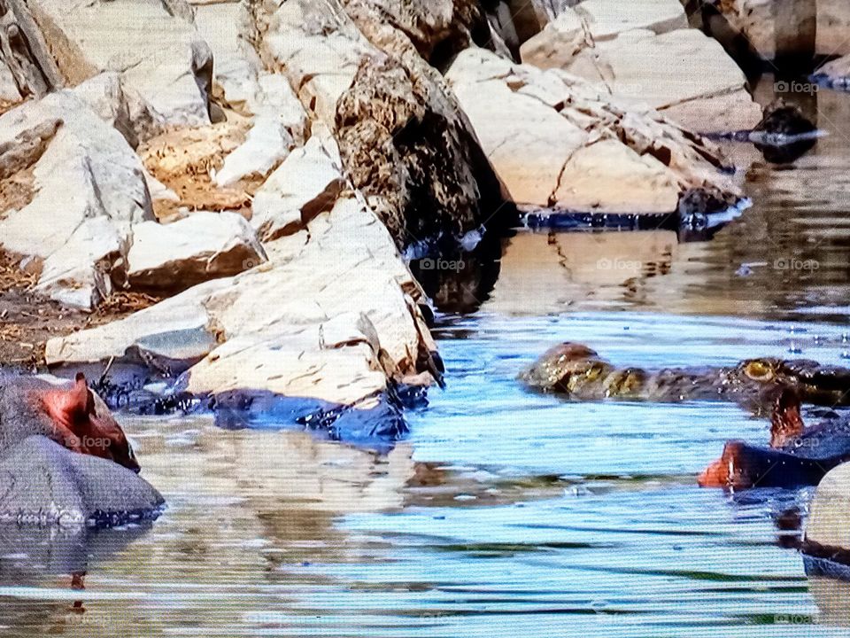watching animals swimming