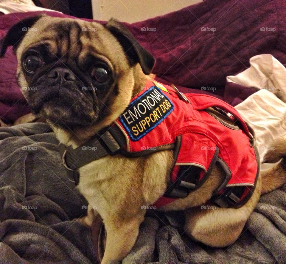 emotional support dog