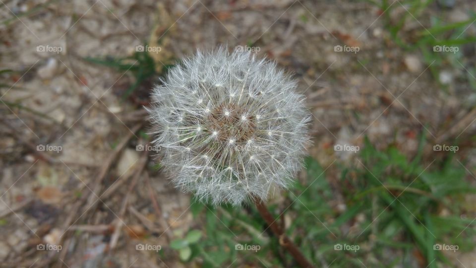 Make a wish!. Dandelion flurries, close your eyes, make a wish, and blow.