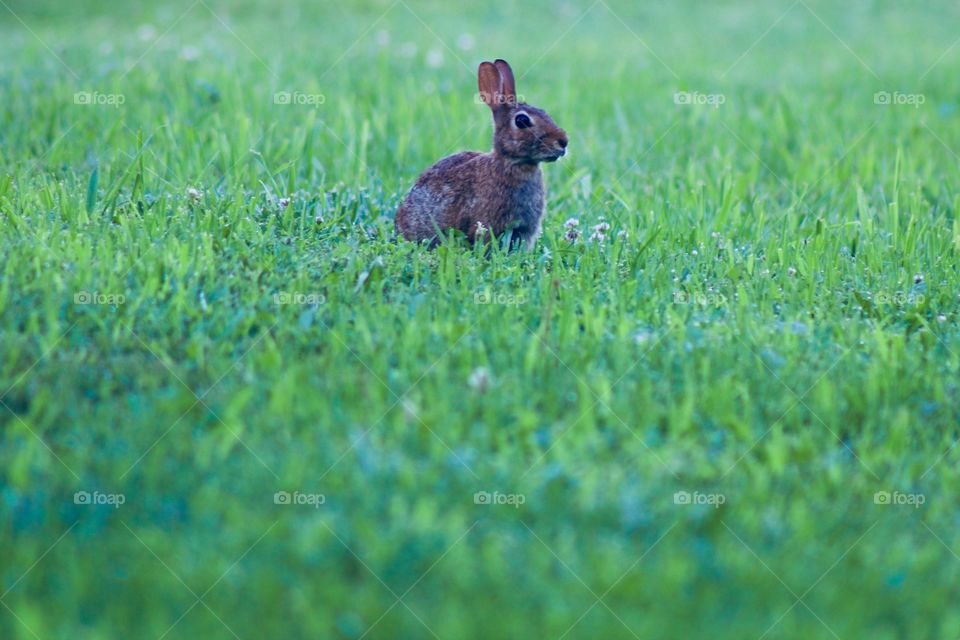 An alert baby bunny in the grass