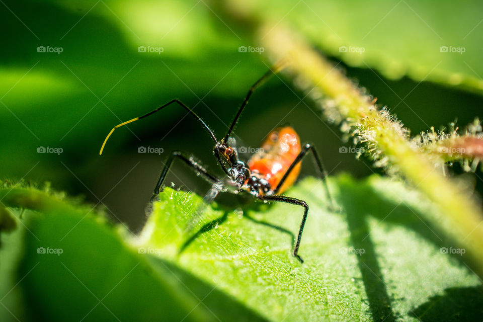 Assassin Bug Nymph Insect Close Up on a Leaf 7