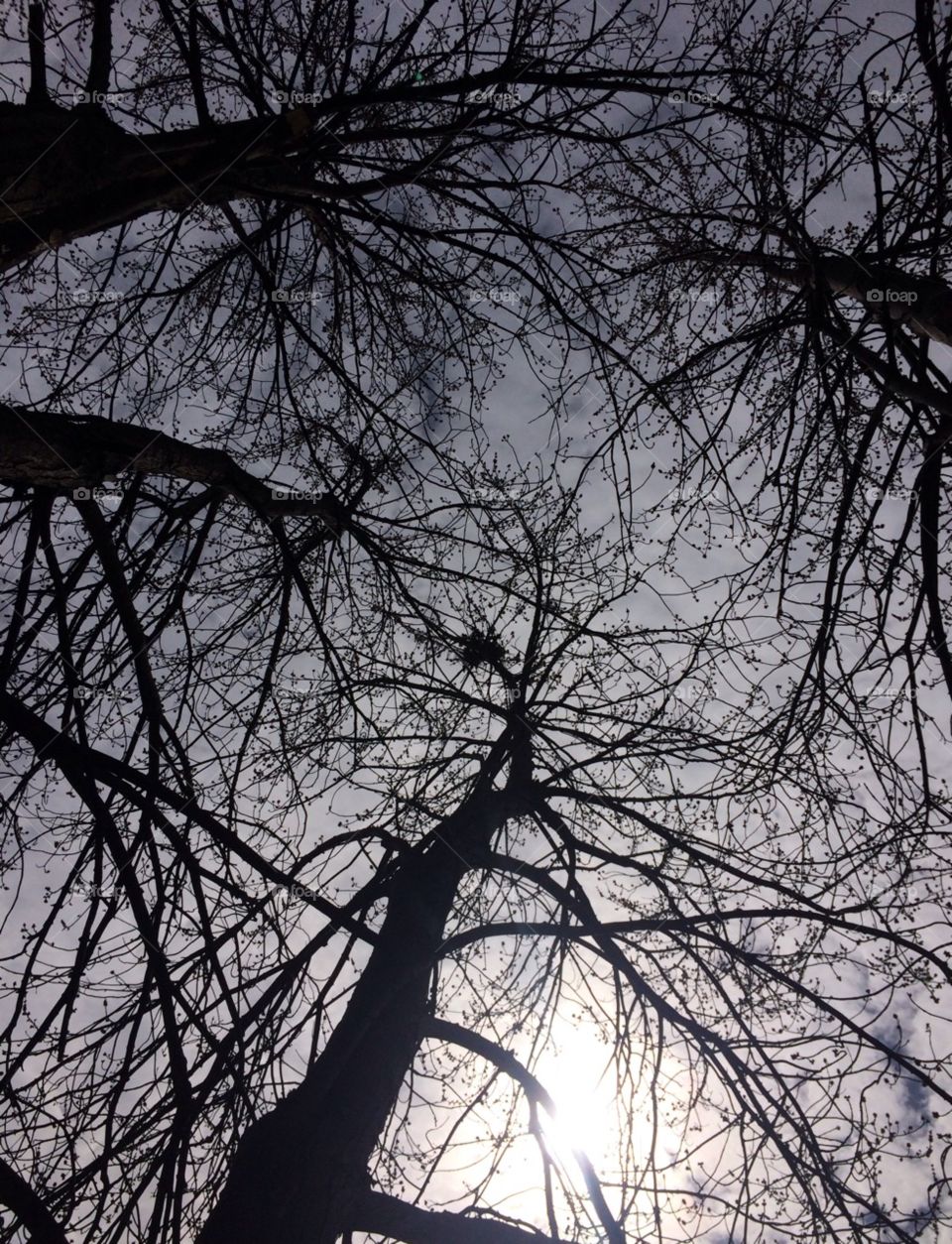 Looking up into the tree 