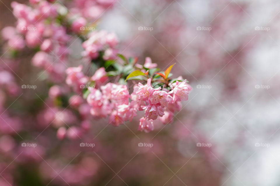 Branch of blooming sakura tree