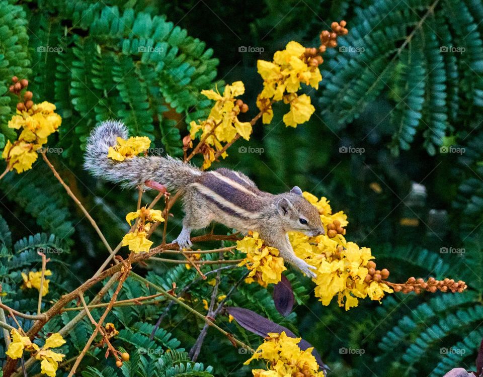 Squirrel - Eating yellow flower 