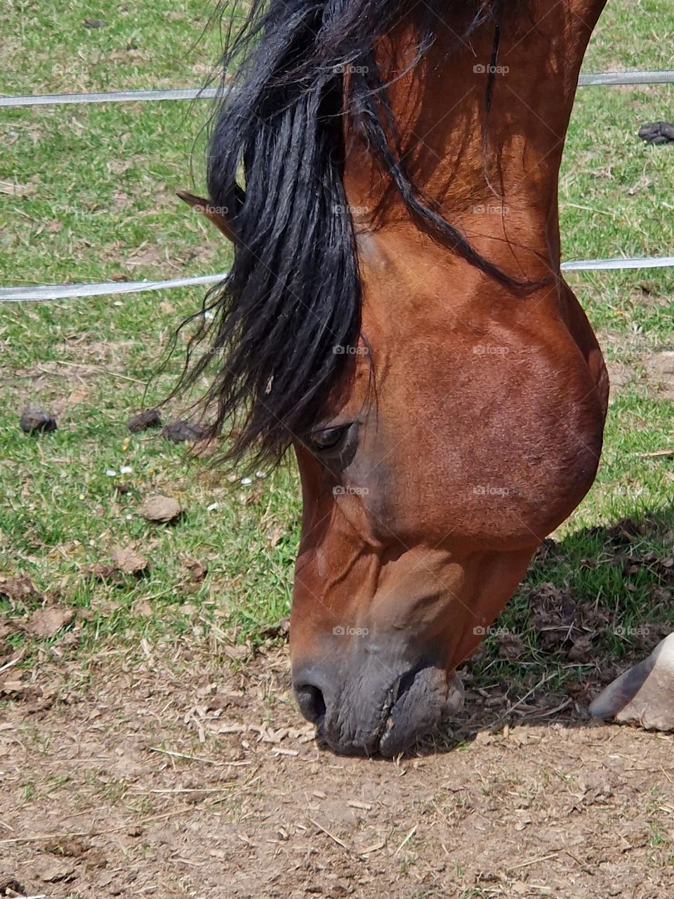 Stallion Rivas graze in the meadow