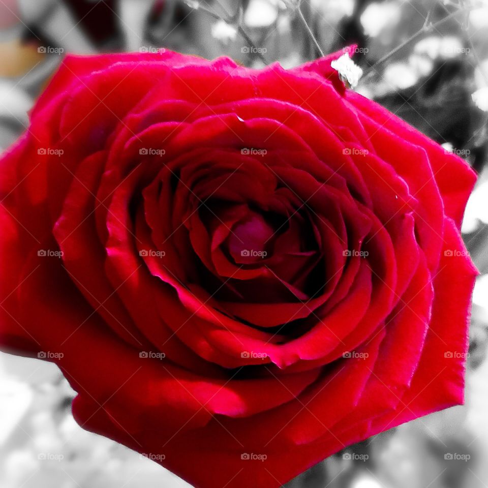 elegant beautiful rose , recieved out of love