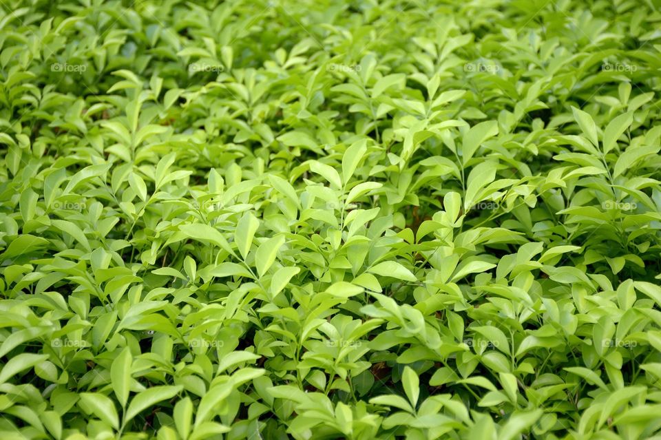 Fresh green plant in nature garden