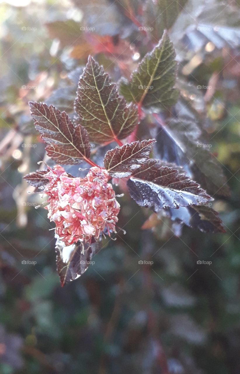 sun lit pink dew covered flower of ninebark