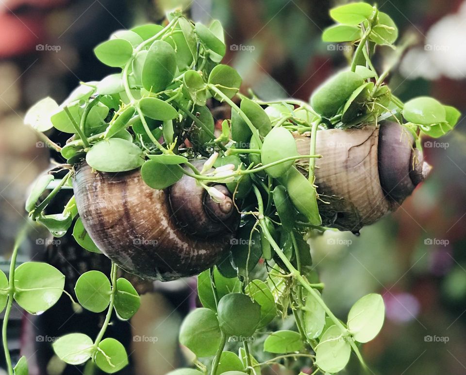 Eco friendly shell pots for creeper and indoor plants.