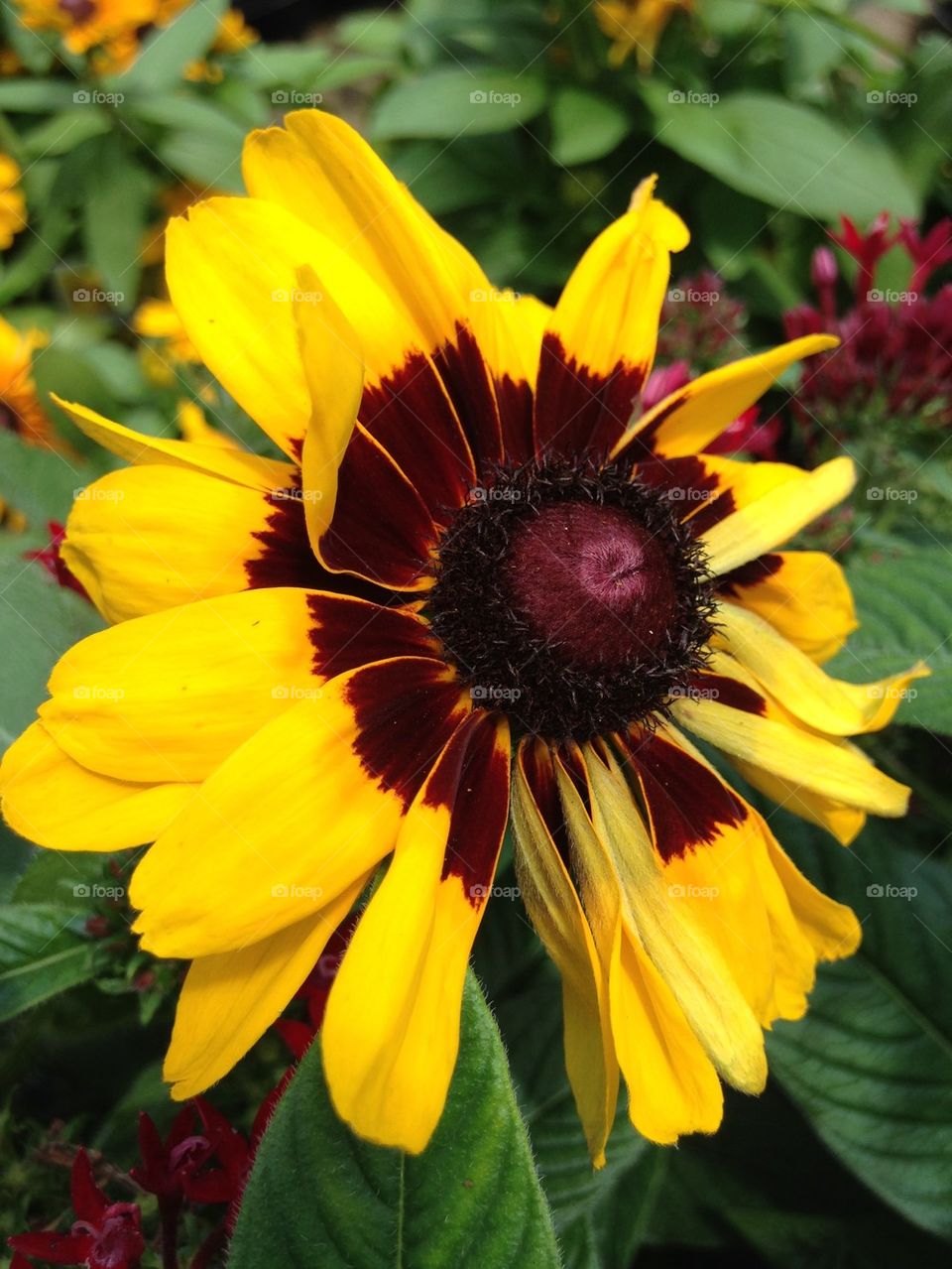 Extreme close-up of daisy flower