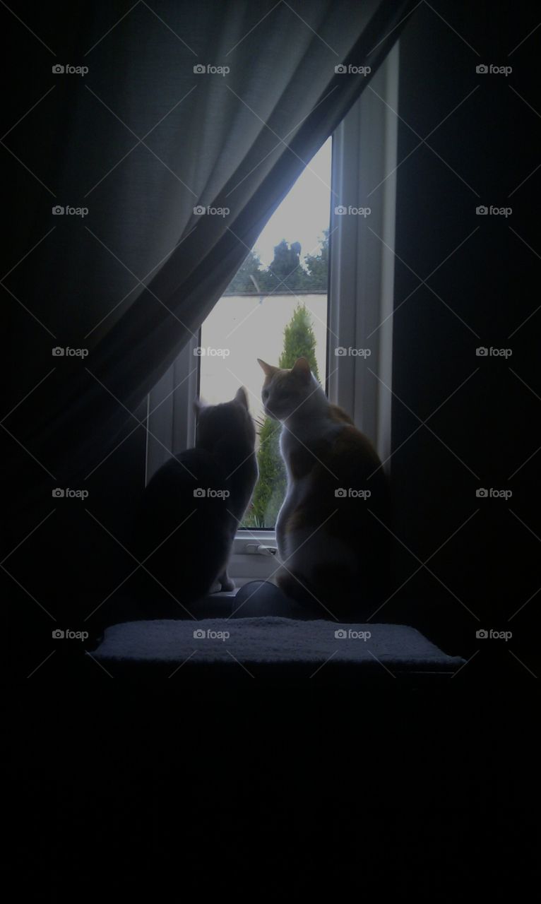 Cats window