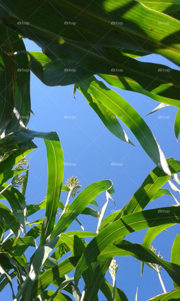from below, corn
