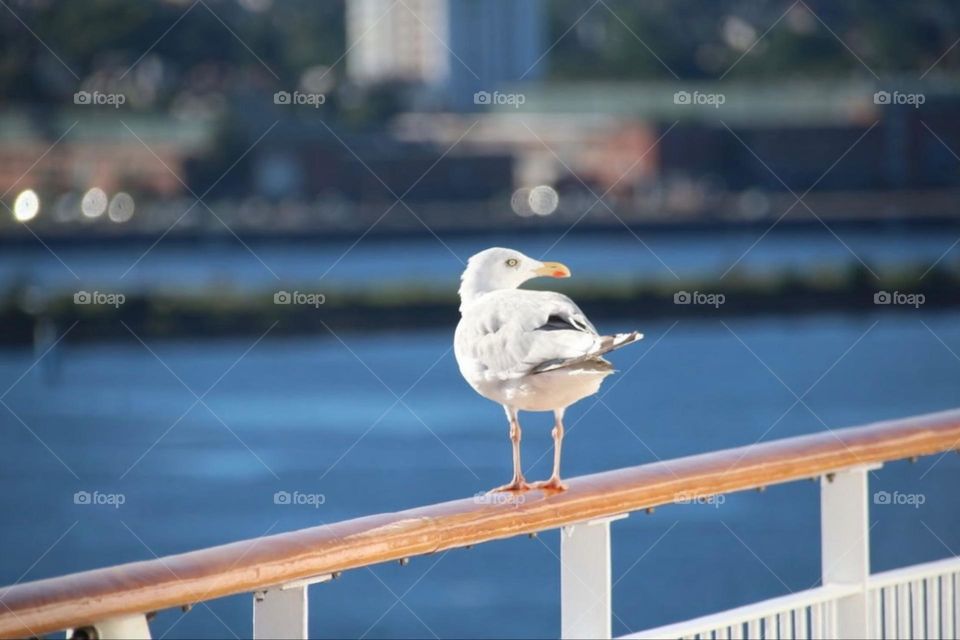 A seagull sits on a railing by the water against a backdrop of a city