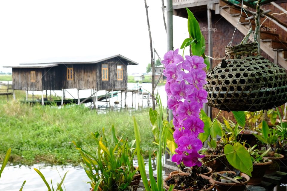 Hanging Orchids