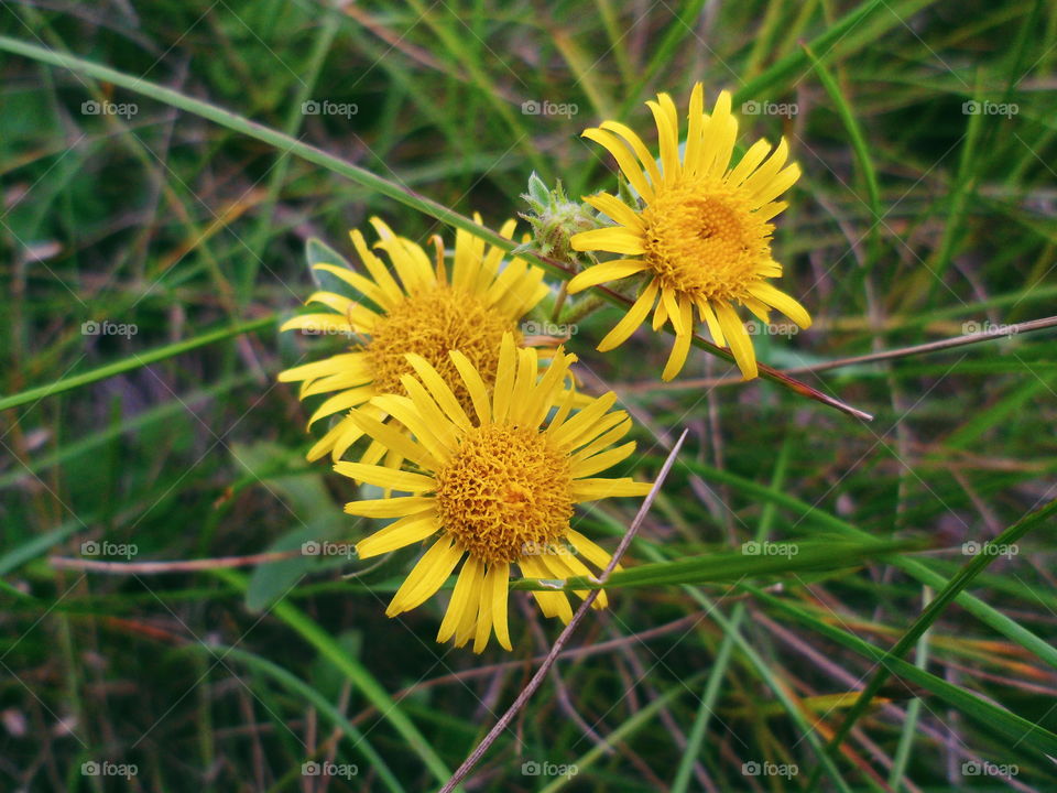 yellow wildflowers