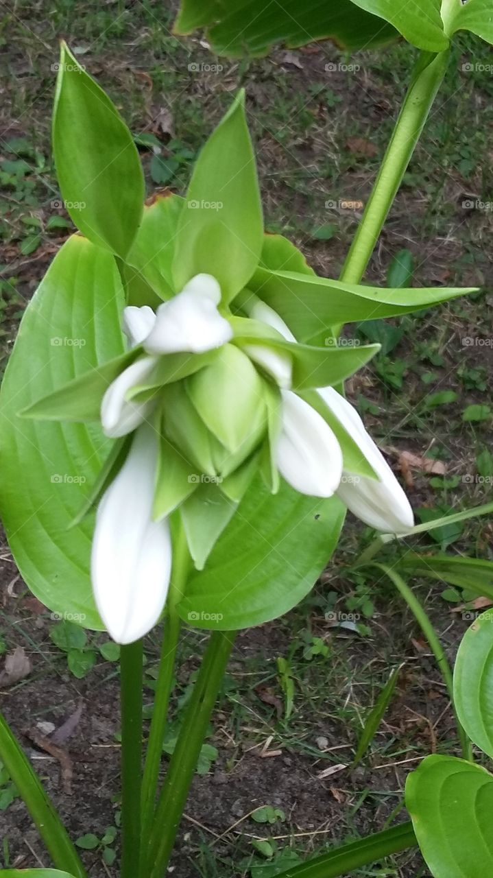 Leaf, Nature, Flora, Flower, No Person