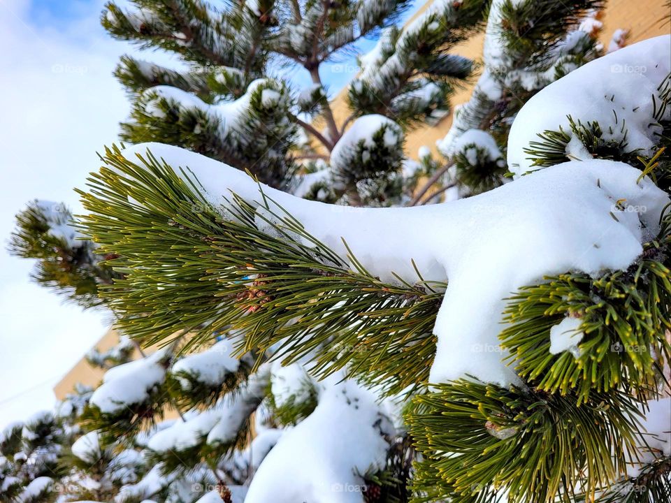 tree branch with snow on top