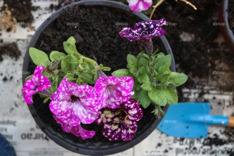 Potted flowers