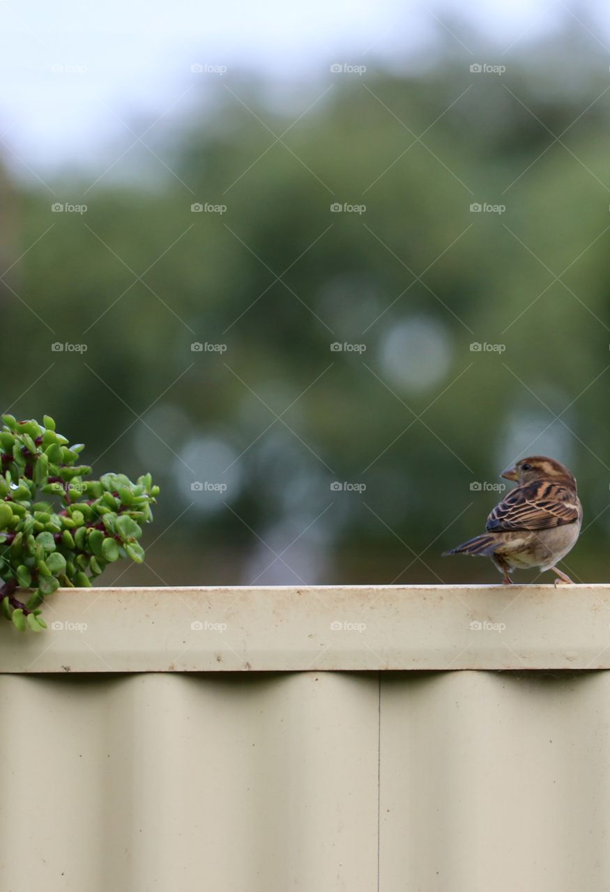 One Sparrow perched on fence outdoors blurred Bokeh background 