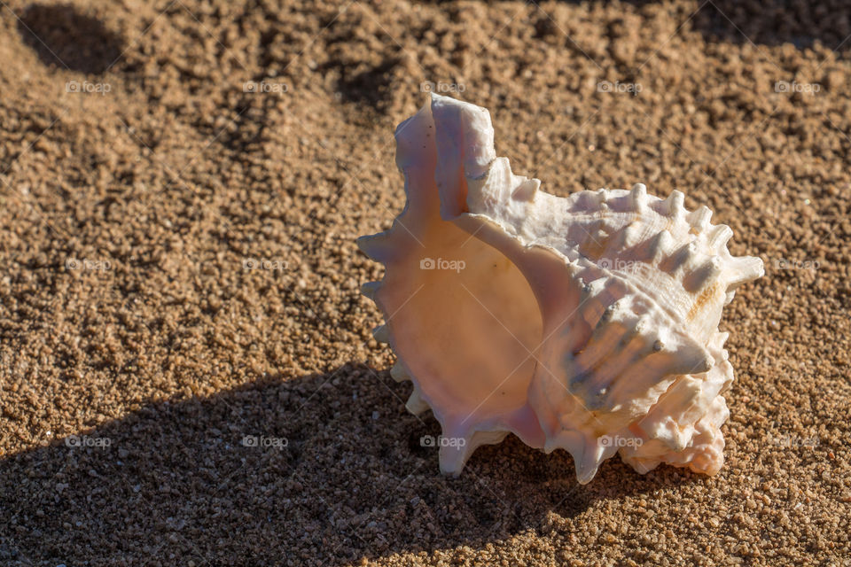 withe sea snail under sand