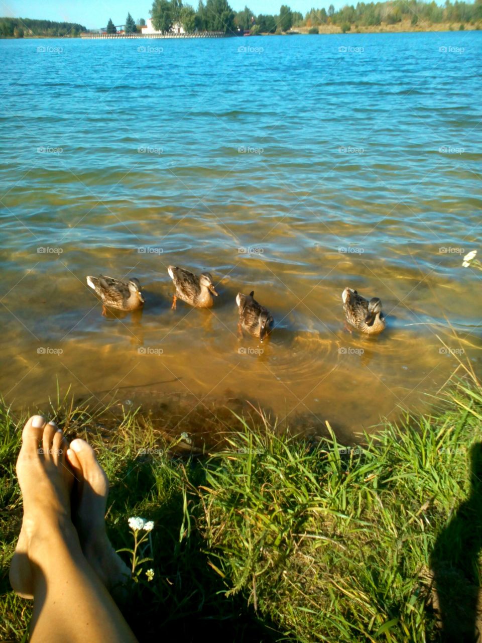 ducks and legs female on the lake