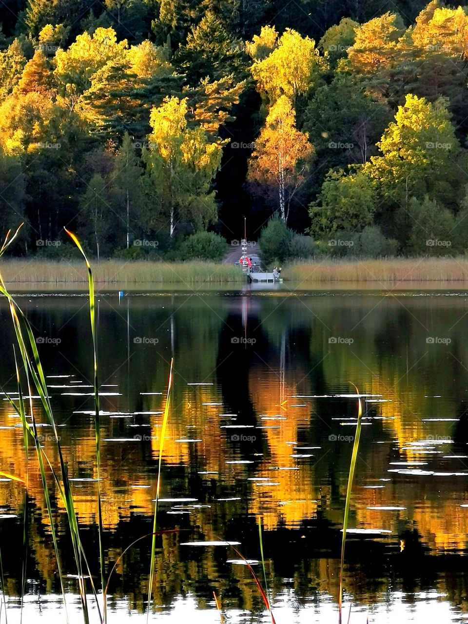 Evening sun at the lake