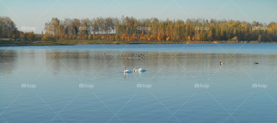 swans lake