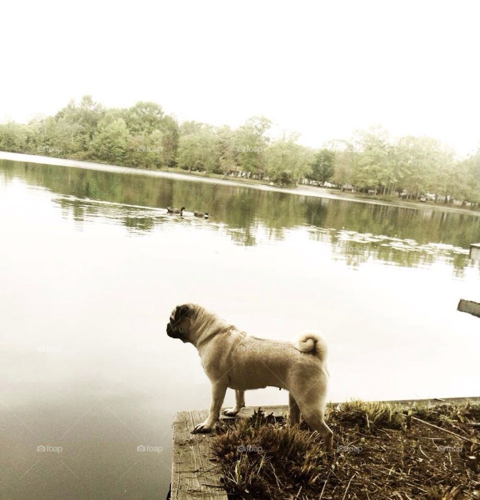 Gazing at the lake