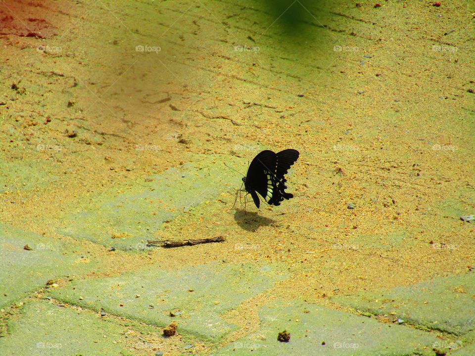 Beautiful butterfly Papilio polytes, the common Mormon, is a common species of swallowtail butterfly widely distributed across Asia.