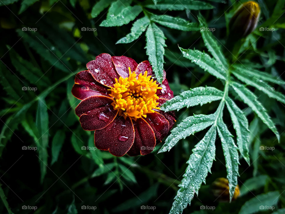 Beautiful morning dew drops on Marigold in autumn...